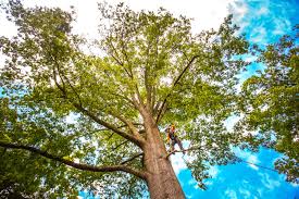 Lacombe, LA Tree Services Company