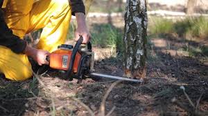 Best Commercial Tree Services  in Combe, LA