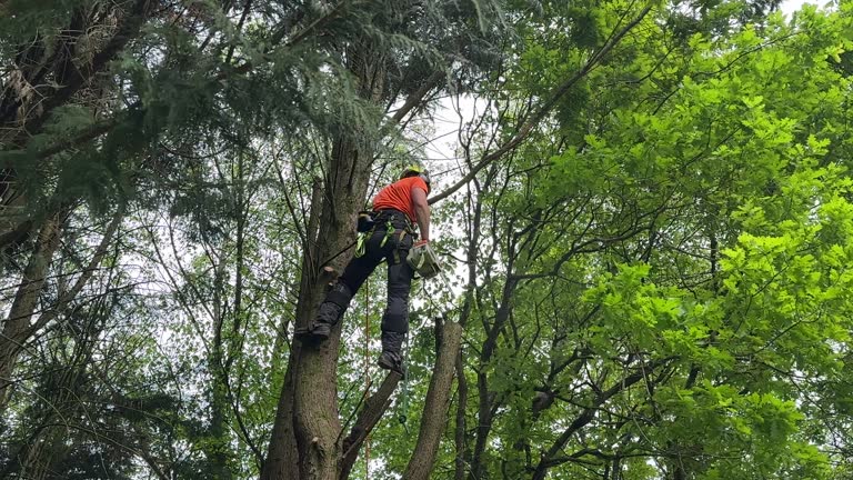 Best Tree Removal  in Combe, LA