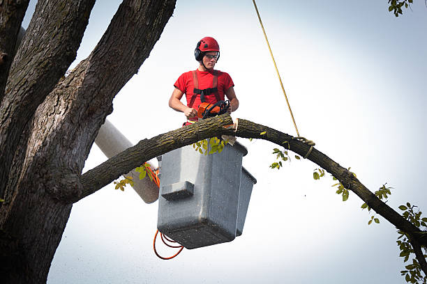 How Our Tree Care Process Works  in  Lacombe, LA