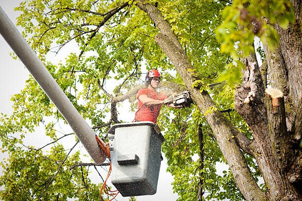 Best Arborist Consultation Services  in Combe, LA