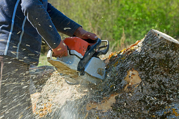 Best Storm Damage Tree Cleanup  in Combe, LA